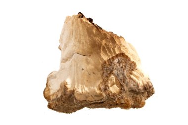 Kabuk beyaz arkaplanda izole edildi