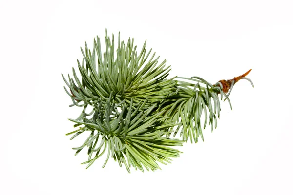 Vánoční Strom Větev Izolované Bílém Pozadí — Stock fotografie
