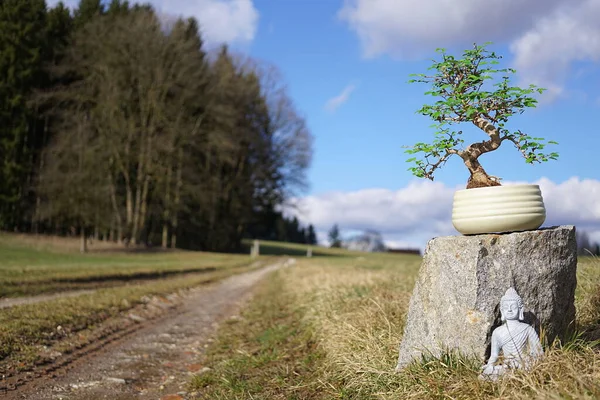 Dışarıda Buda Heykeli Olan Spiral Bonsai — Stok fotoğraf