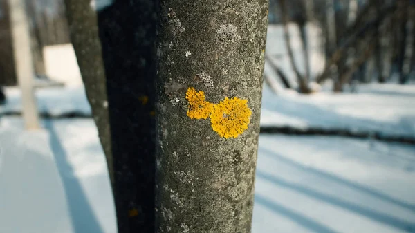 Bomen Close Deel Van Boom Focus Rest Uit Focus Hol — Stockfoto