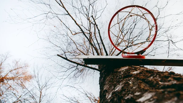 Basketball ring on a tree, red color with a net. View from the bottom. Background.
