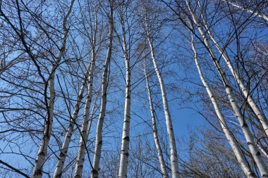 Ağaçlar, siyah çizgili beyaz huş ağacı, arka planda mavi gökyüzü..