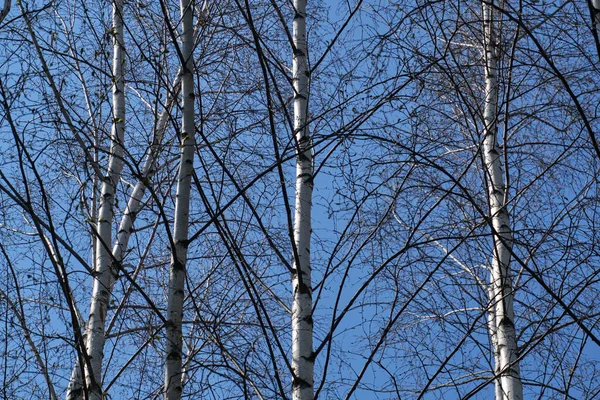 Árvores Bétula Branca Com Listras Pretas Céu Azul Fundo — Fotografia de Stock