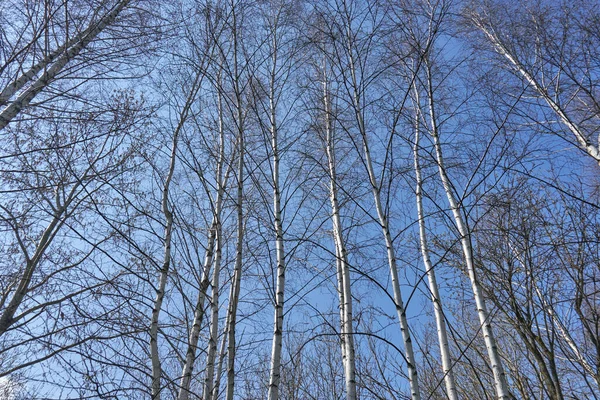 Дерева Біла Береза Чорними Смугами Блакитне Небо Фоні — стокове фото