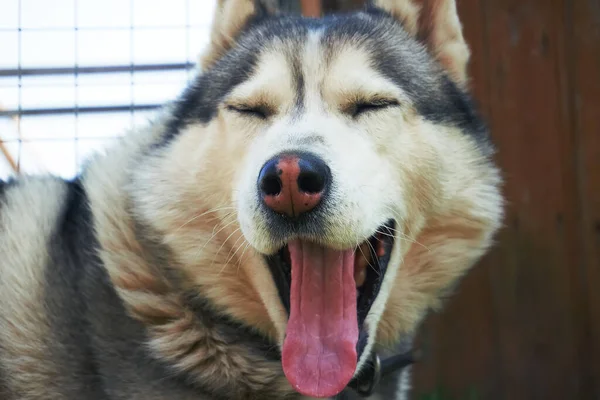 Cão Husky Sentado Relva Cinza Branco Siberian Husky Com Olhos — Fotografia de Stock