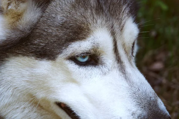 Cão Husky Sentado Relva Cinza Branco Siberian Husky Com Olhos — Fotografia de Stock