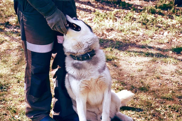 Husky Hund Sitzt Auf Dem Gras Grauer Und Weißer Sibirischer — Stockfoto