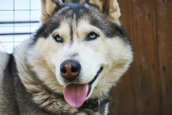 Çimlerin Üzerinde Oturan Güçlü Bir Köpek Gri Beyaz Sibirya Köpeği — Stok fotoğraf