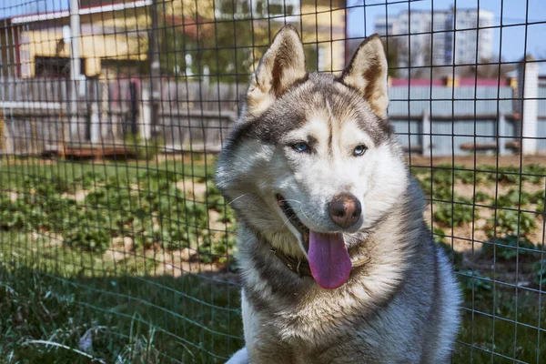 Cane Muscoloso Seduto Sull Erba Husky Siberiano Grigio Bianco Con — Foto Stock