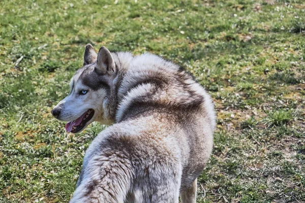 草の上に腰を下ろした犬 灰色と白のシベリアの空と青い目の散歩 — ストック写真