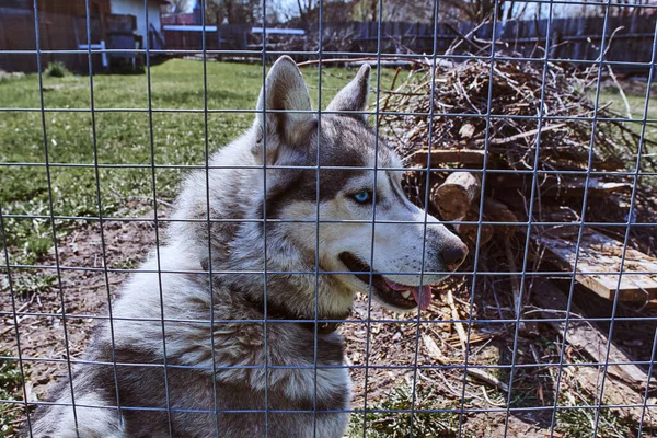 Хаскі Собака Сидить Траві Сірий Білий Сибірський Хаскі Блакитними Очима — стокове фото