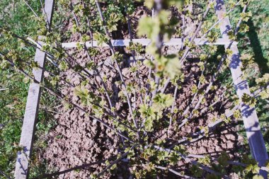 Çiçek açma döneminde bektaşi üzümü çalıları, ahşap bir çitle çevrili. Bahçe ve sebze bahçesi.                               