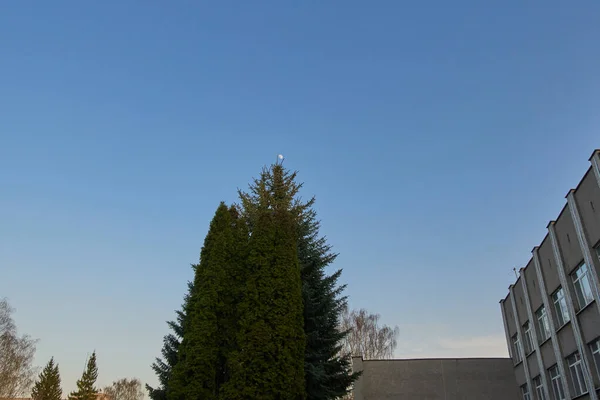 Schöner Tannennadel Zweig Fichtenzweig Weihnachtsbaum Der Natur Eine Grüne Tanne — Stockfoto
