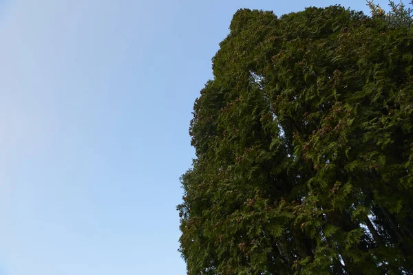 Красивая Сосновая Ветвь Иглами Елочная Ветвь Рождественская Елка Природе Зеленая — стоковое фото
