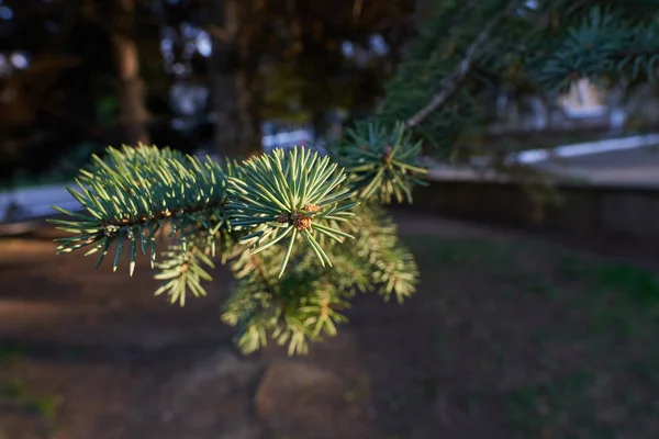 Όμορφο Κλαδί Πεύκου Βελόνες Ελάτης Σπρους Μπραντς Χριστουγεννιάτικο Δέντρο Στη — Φωτογραφία Αρχείου