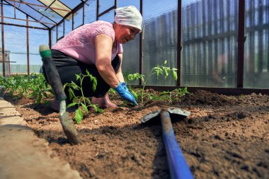 Çiftçi bir mutfak bahçesinde meşgul. Organik tarım ve baharda bahçıvanlık kavramı.