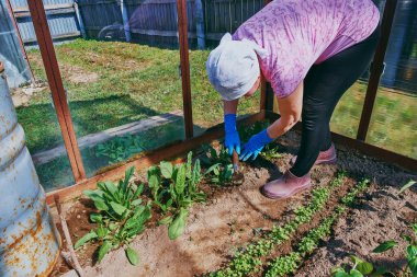 Çiftçi bitkilerle ilgilenir, onları gevşetir ve seradaki toprağın temizliğiyle ilgilenir..  