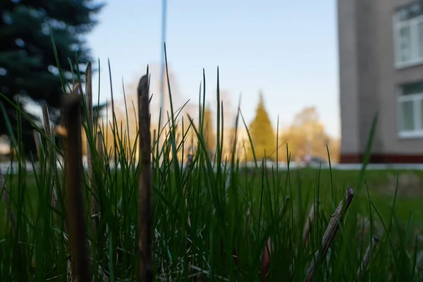 Grünes Gras Der Nähe Des Gebäudes Links Und Hintergrund Stehen — Stockfoto