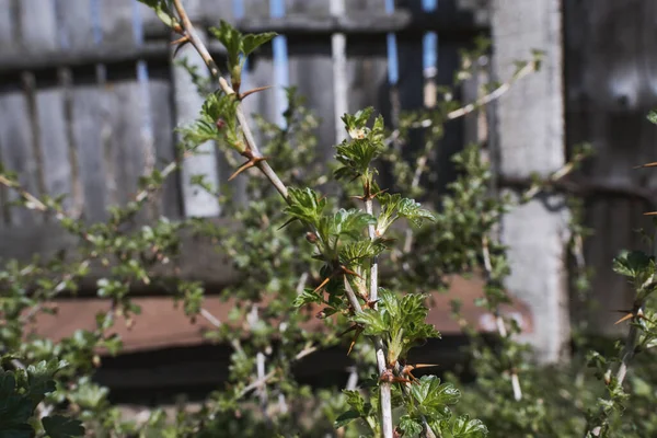 Bush Gooseberry Bush Garden Sunny Weather Close Kidneys — Stock Photo, Image