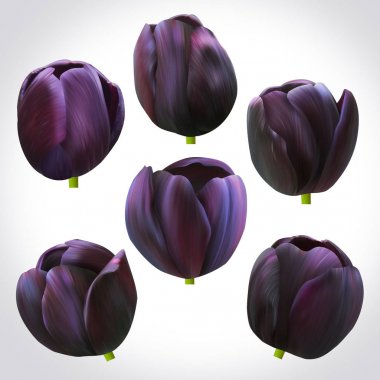 Mor lale çiçekleri