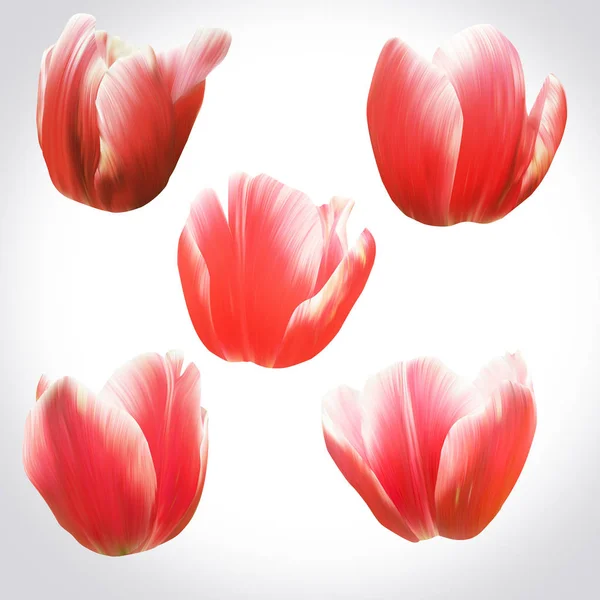 Flores de tulipán rojo — Foto de Stock