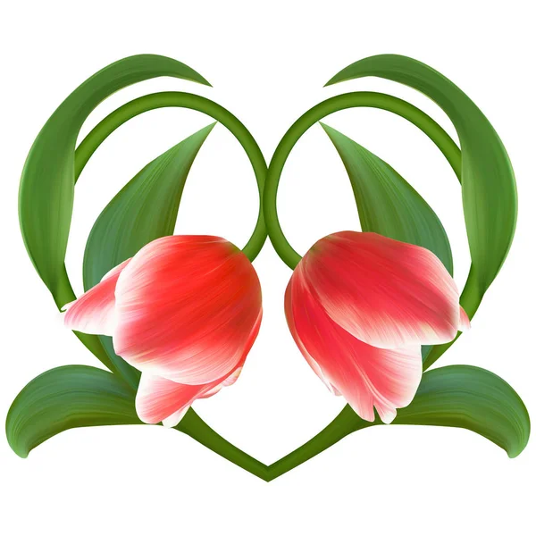 ハート形のチューリップ花の組成 — ストック写真