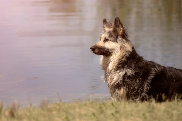 Yazın Alman çoban köpeği. Köpek çimlerin üzerinde dinleniyor.
