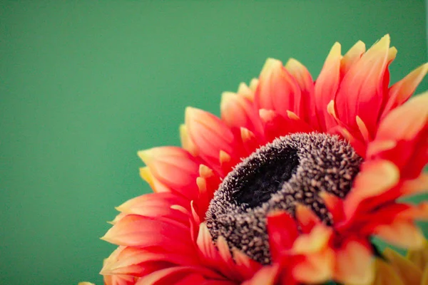 Girassol Vermelho Com Fundo Verde — Fotografia de Stock