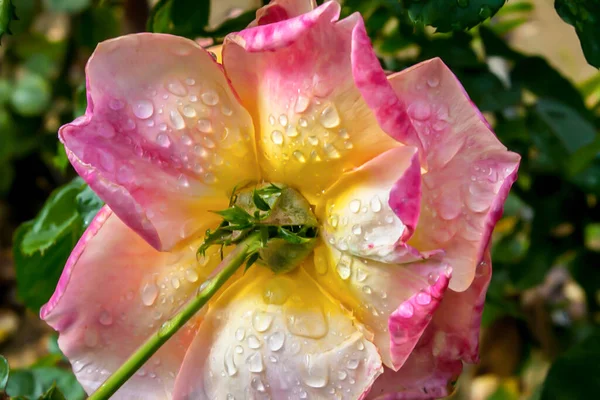 Una Rosa Con Una Mezcla Colores Rosa Amarillo Medio Naturaleza —  Fotos de Stock