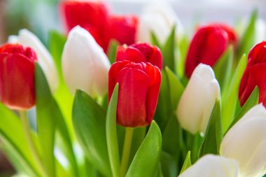 Baharda taze yeşil laleler. Bahçe çiçek açmaya başlar. Kırmızı ve beyaz saçlı. Gelecek bahar ve yaz için bir işaret. Daha sıcak günler ve gün ışığı kendini gösteriyor..