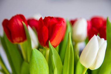 Baharda taze yeşil laleler. Bahçe çiçek açmaya başlar. Kırmızı ve beyaz saçlı. Gelecek bahar ve yaz için bir işaret. Daha sıcak günler ve gün ışığı kendini gösteriyor..
