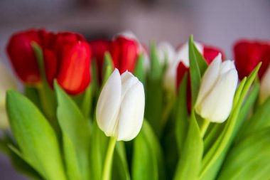 Baharda taze yeşil laleler. Bahçe çiçek açmaya başlar. Kırmızı ve beyaz saçlı. Gelecek bahar ve yaz için bir işaret. Daha sıcak günler ve gün ışığı kendini gösteriyor..