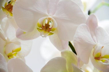 Orkidenin güzel beyaz çiçekleri. Sarı çiçekli ve doğal güzellikte. 