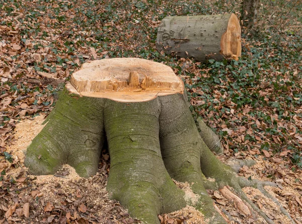 tree trunk in a german forest with strong roots