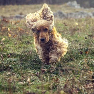 Spaniel. Köpek. Kızıl saçlı. Çalıştır. 