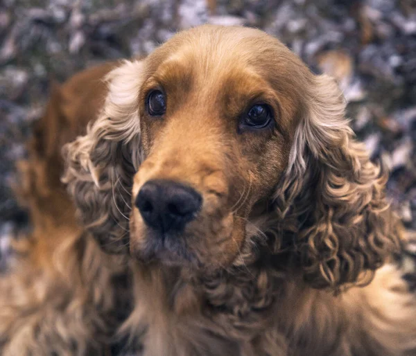 Spaniel Red Color Dog Dog Eyes — 스톡 사진