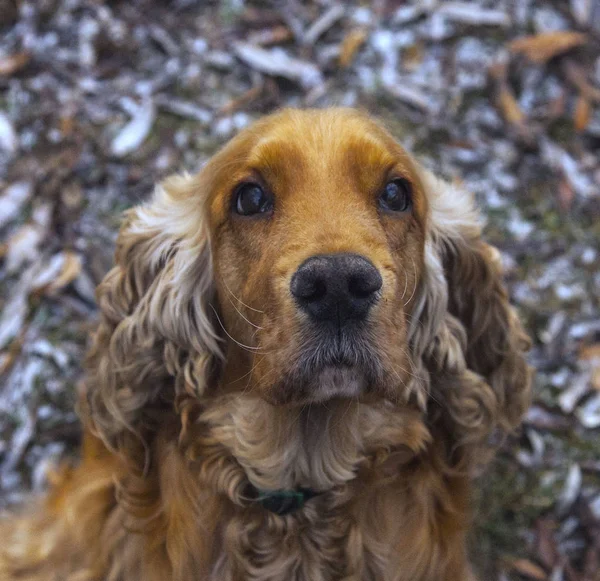 Spaniel Ginger Dog Portrait Dog Face Muzze Portrait — Stock Photo, Image