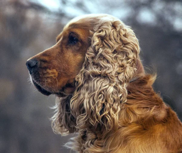 Spaniel Ginger Dog Portrait Dog Face Muzze — 스톡 사진