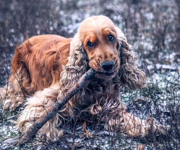 Spaniel Ginger Dog Stick — 스톡 사진