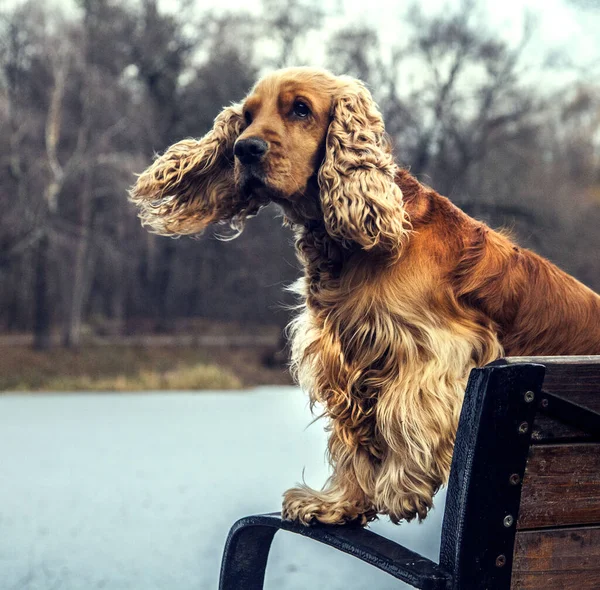 Spaniel Ginger Dog Wind — 스톡 사진