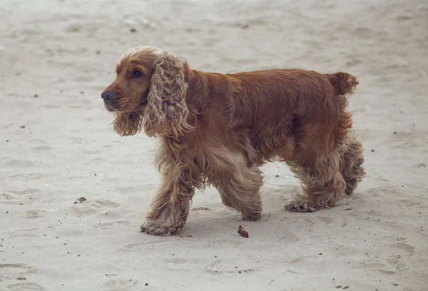 Spaniel Ginger Dog Dog Walking — 스톡 사진