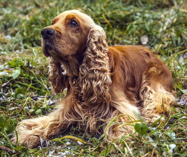 Spaniel Ginger Dog Dog Grass — 스톡 사진