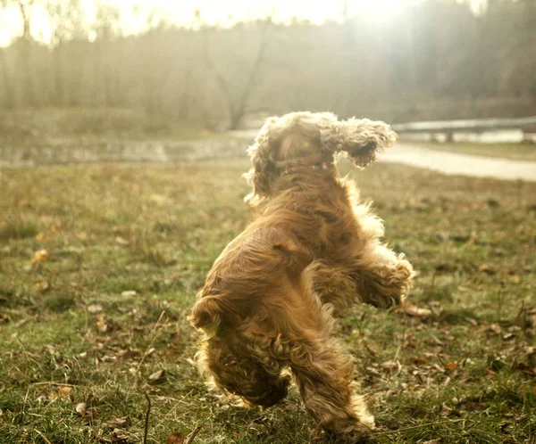 Spaniel Ginger Dog Dog Jumping — 스톡 사진