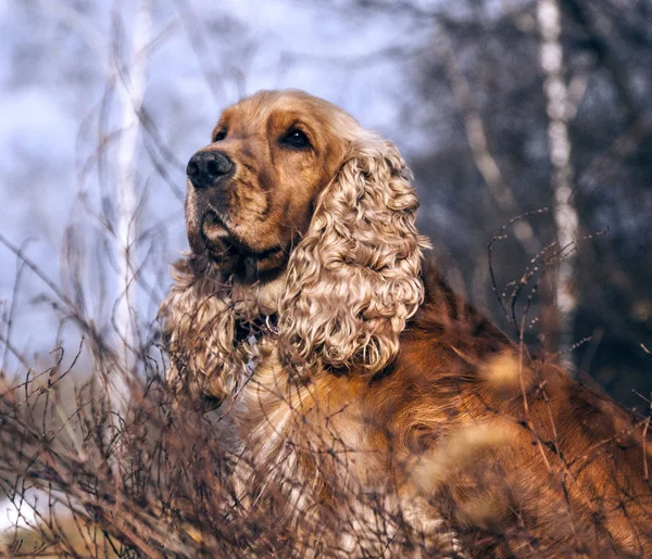 Spaniel Ginger Dog Muzzle Dog Face — 스톡 사진