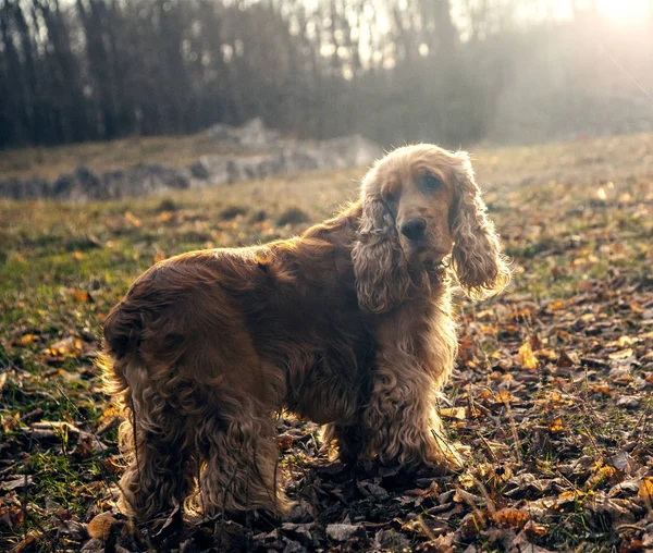 Red Spaniel Dog Autumn — 스톡 사진