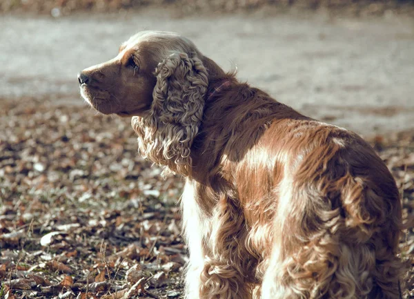 Spaniel Gengibre Cão Outono — Fotografia de Stock