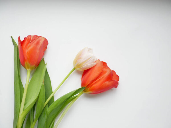 Bouquet of tulips with isolated on white background. Top view. Copy space