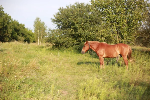 Güneşli bir günde at çayırda otlar.