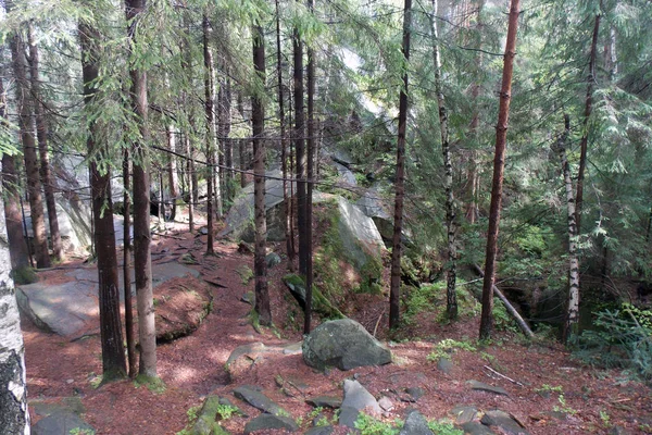 Träd Den Karpatiska Skogen Sommaren — Stockfoto