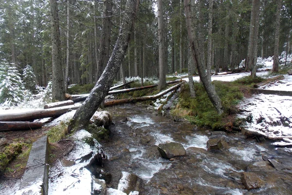 Kışın Akan Nehir Karpat Ormanı — Stok fotoğraf